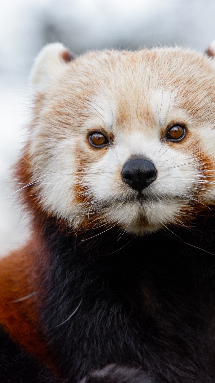 Обои медведь, Красная панда, ноготь большого пальца, гигантская панда, бакенбарды в разрешении 720x1280