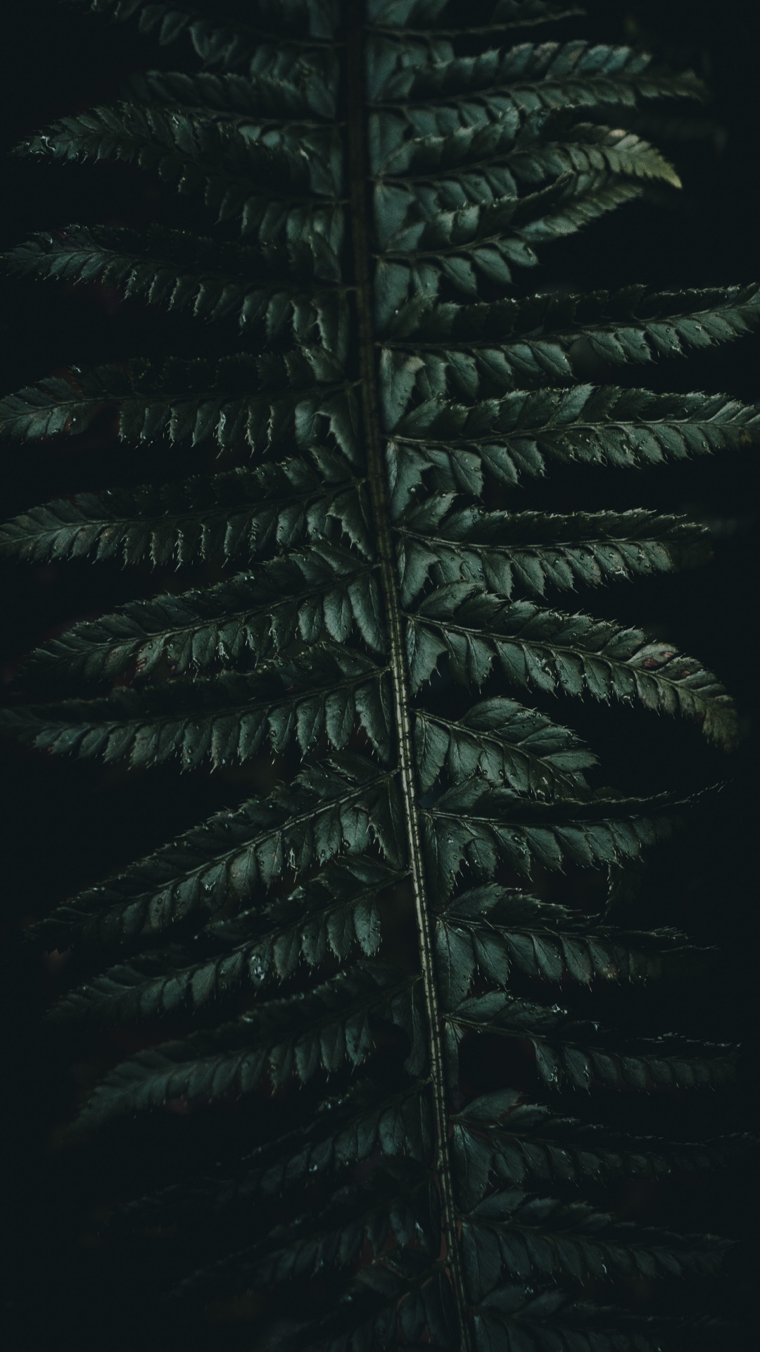 Обои Коран, зеленый, растительность, лист, наземное растение в разрешении 1080x1920