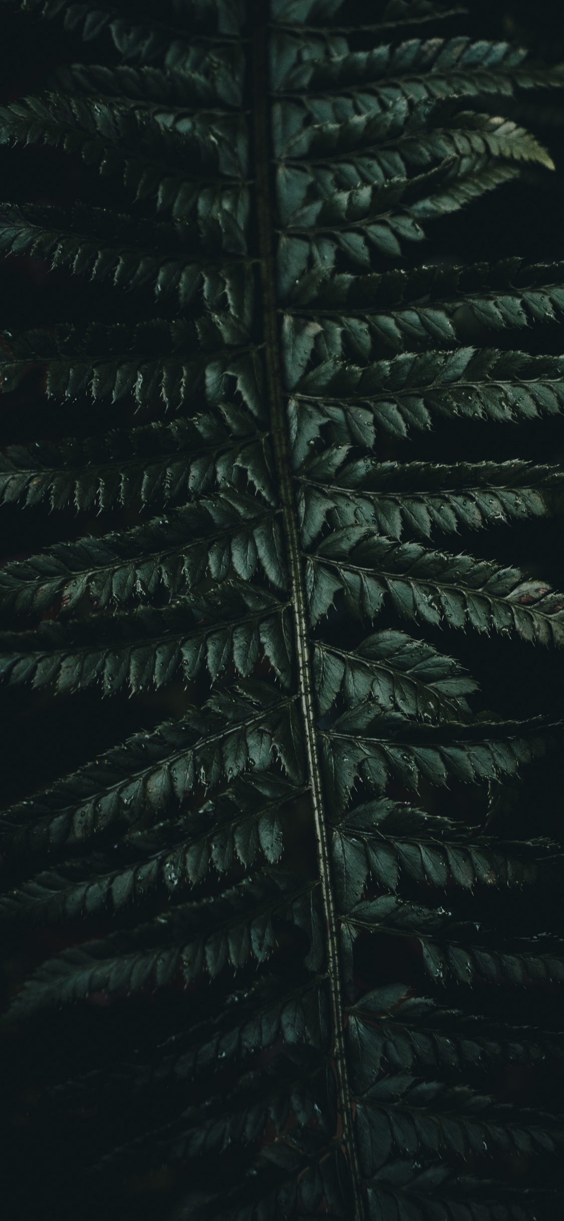 Обои Коран, зеленый, растительность, лист, наземное растение в разрешении 1125x2436