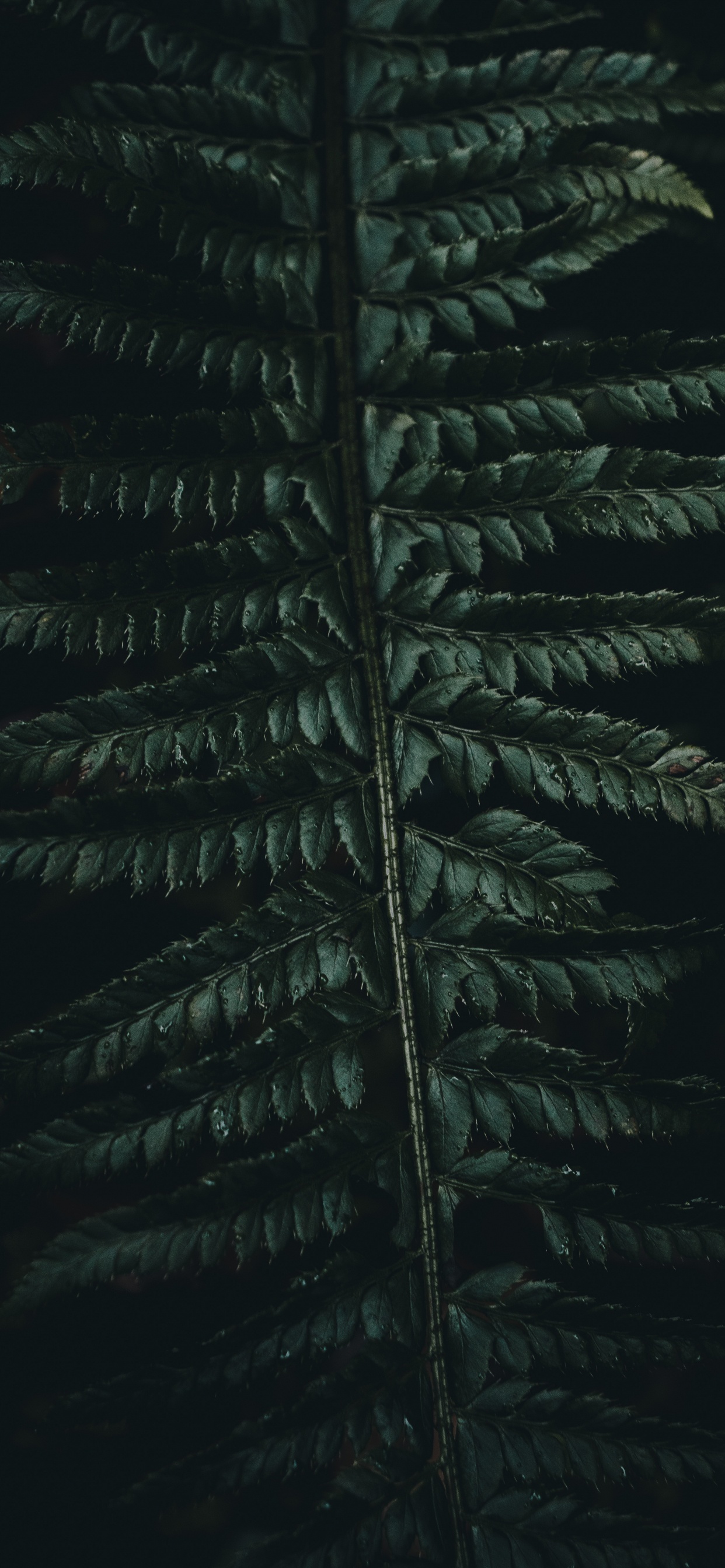 Обои Коран, зеленый, растительность, лист, наземное растение в разрешении 1242x2688