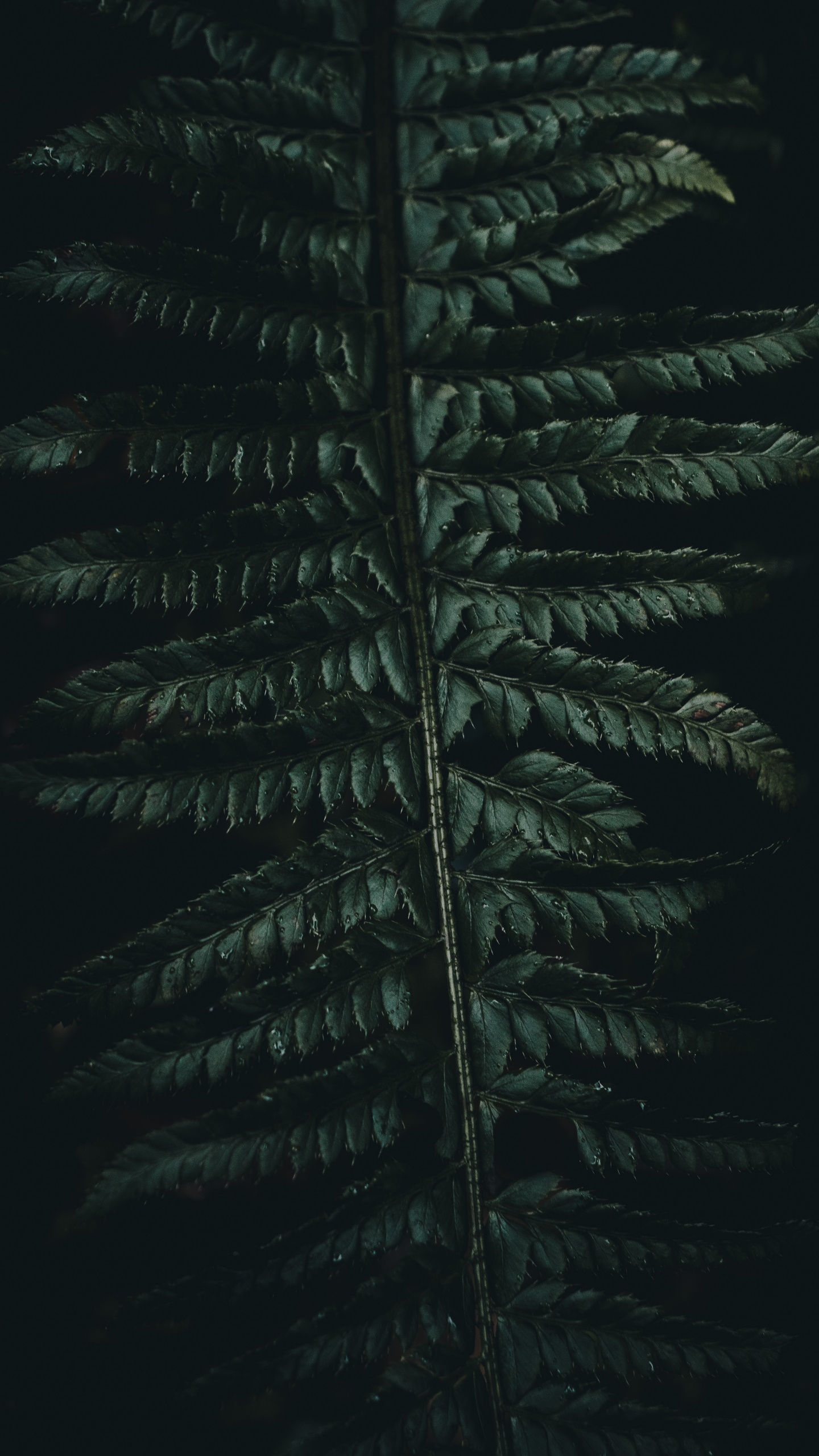 Обои Коран, зеленый, растительность, лист, наземное растение в разрешении 1440x2560