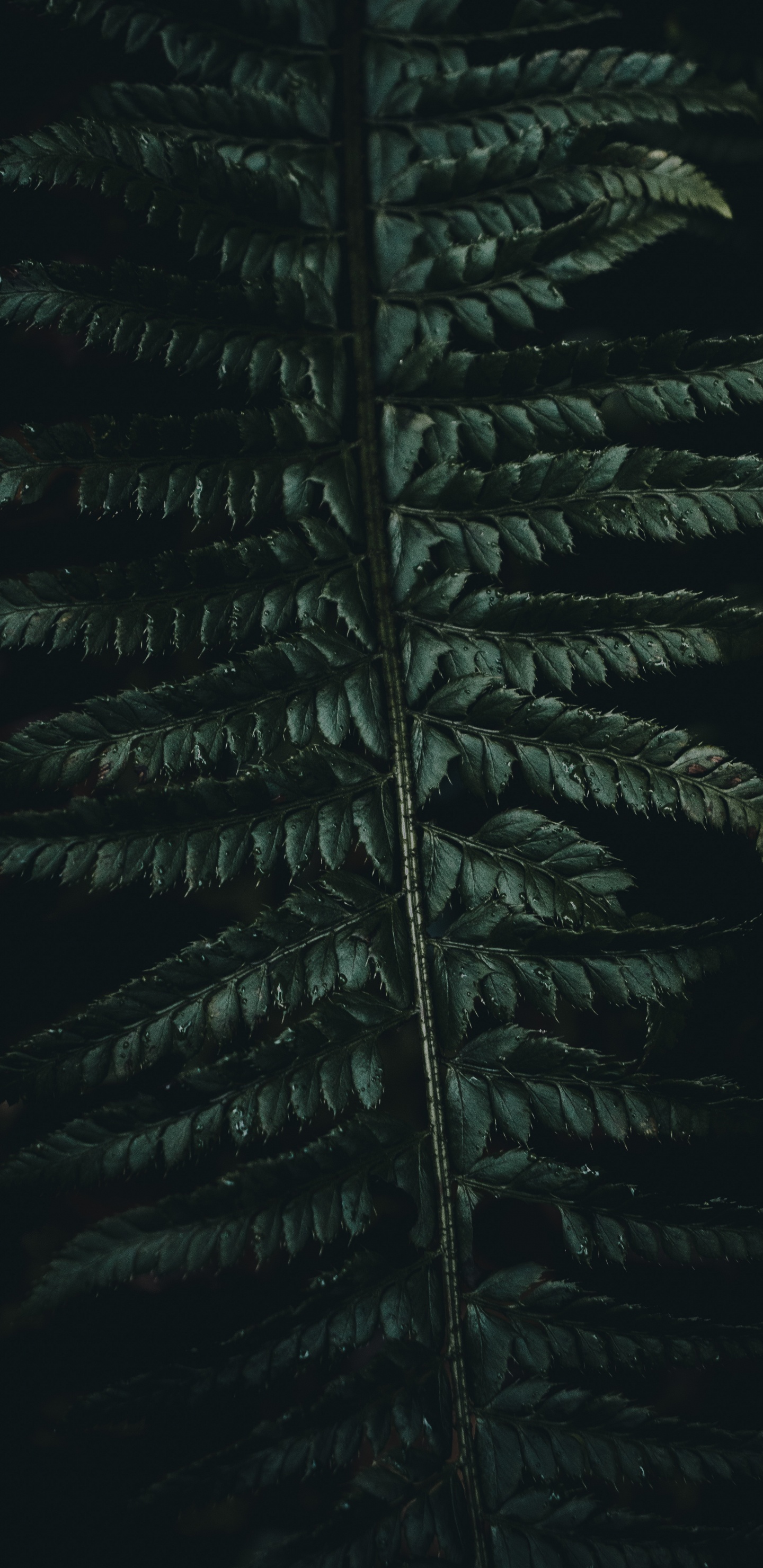 Обои Коран, зеленый, растительность, лист, наземное растение в разрешении 1440x2960