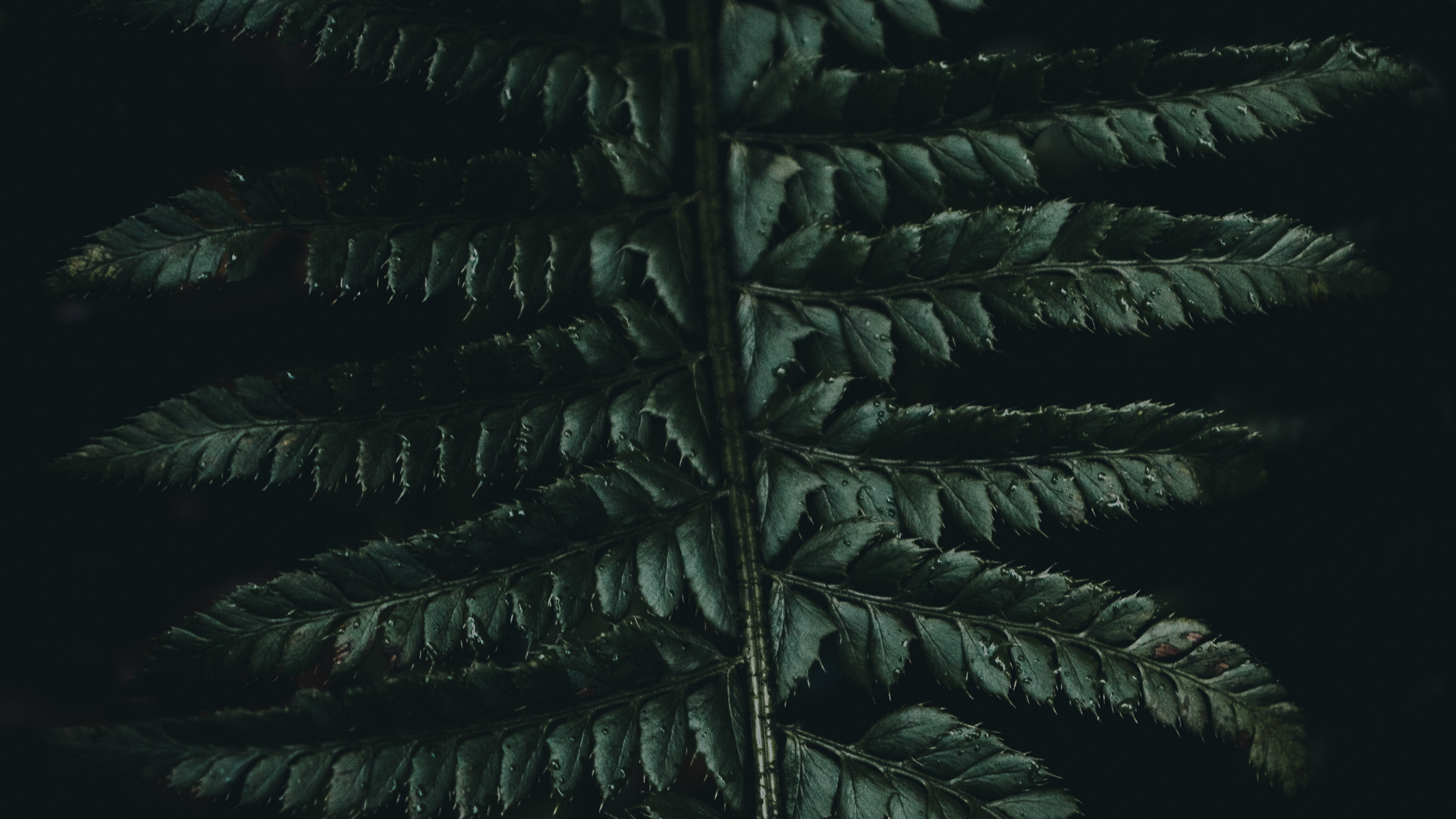 Обои Коран, зеленый, растительность, лист, наземное растение в разрешении 2560x1440