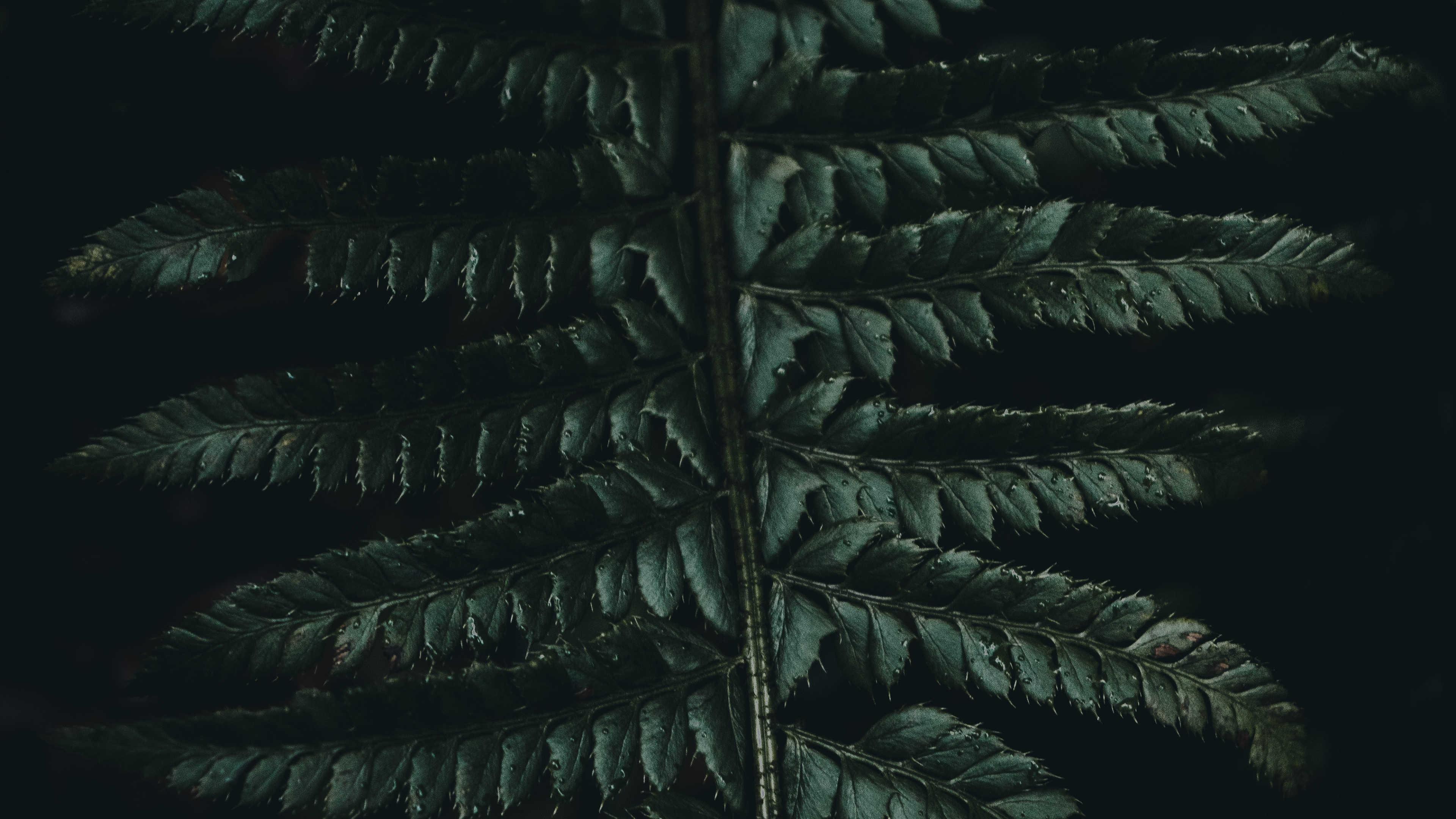 Обои Коран, зеленый, растительность, лист, наземное растение в разрешении 3840x2160