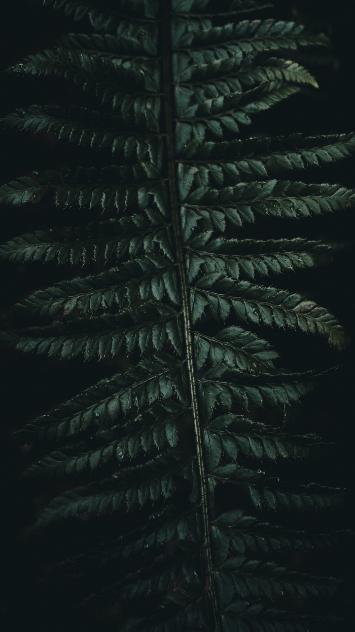 Обои Коран, зеленый, растительность, лист, наземное растение в разрешении 720x1280