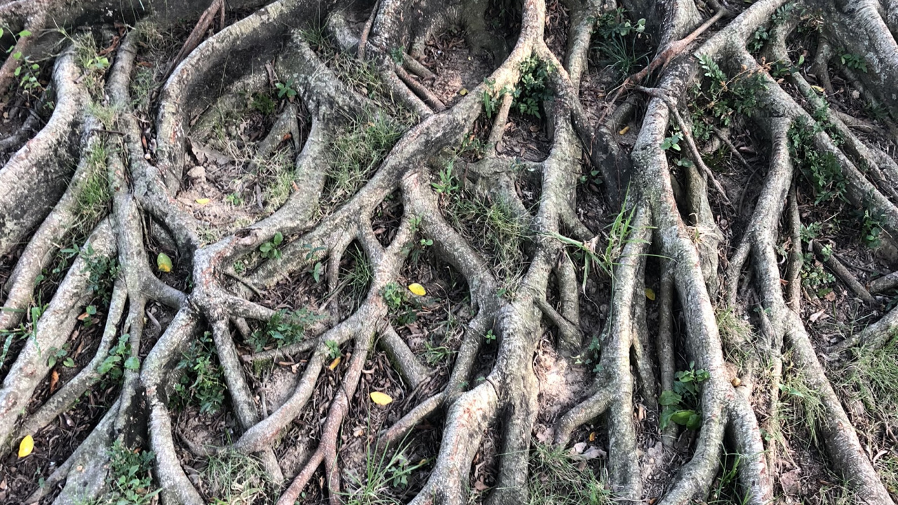 Обои корень, старовозрастные леса, ботаники, наземное растение, стебель растения в разрешении 1280x720