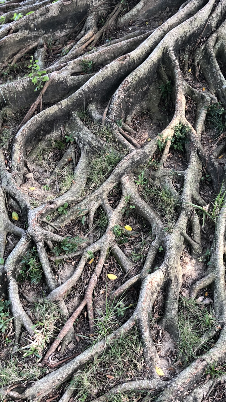 Обои корень, старовозрастные леса, ботаники, наземное растение, стебель растения в разрешении 750x1334