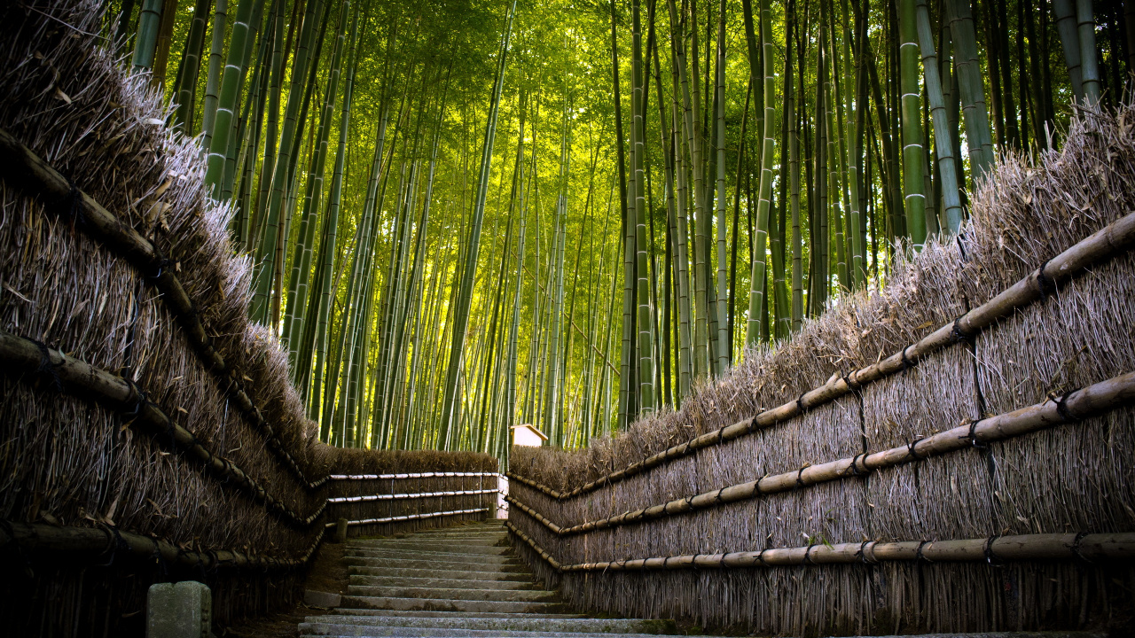 Обои бамбук, дерево, лес, природа, зеленый в разрешении 1280x720