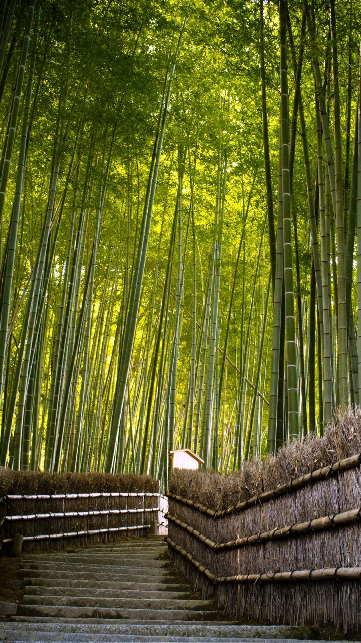 Обои бамбук, дерево, лес, природа, зеленый в разрешении 720x1280