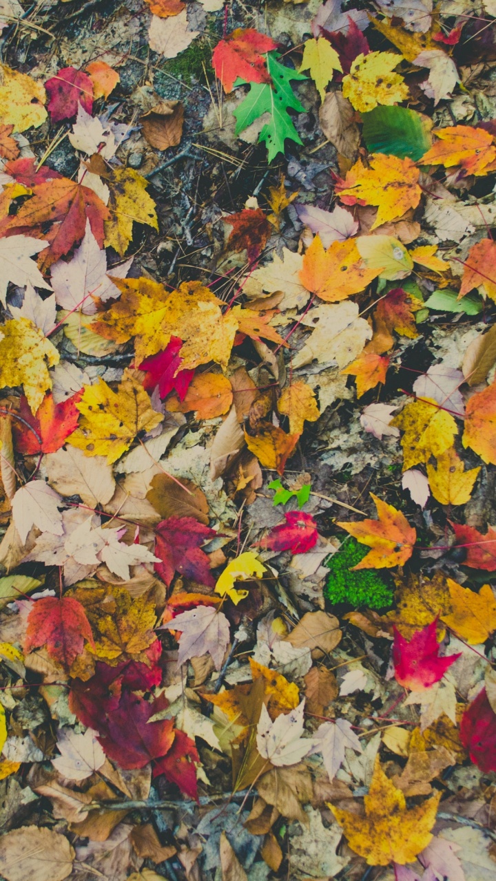 Обои лист, осень, ткань, дерево, арт в разрешении 720x1280