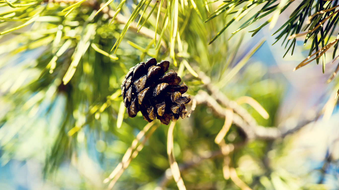 Обои дерево, сосна, растение, хвойное дерево, семейства сосновых в разрешении 1366x768