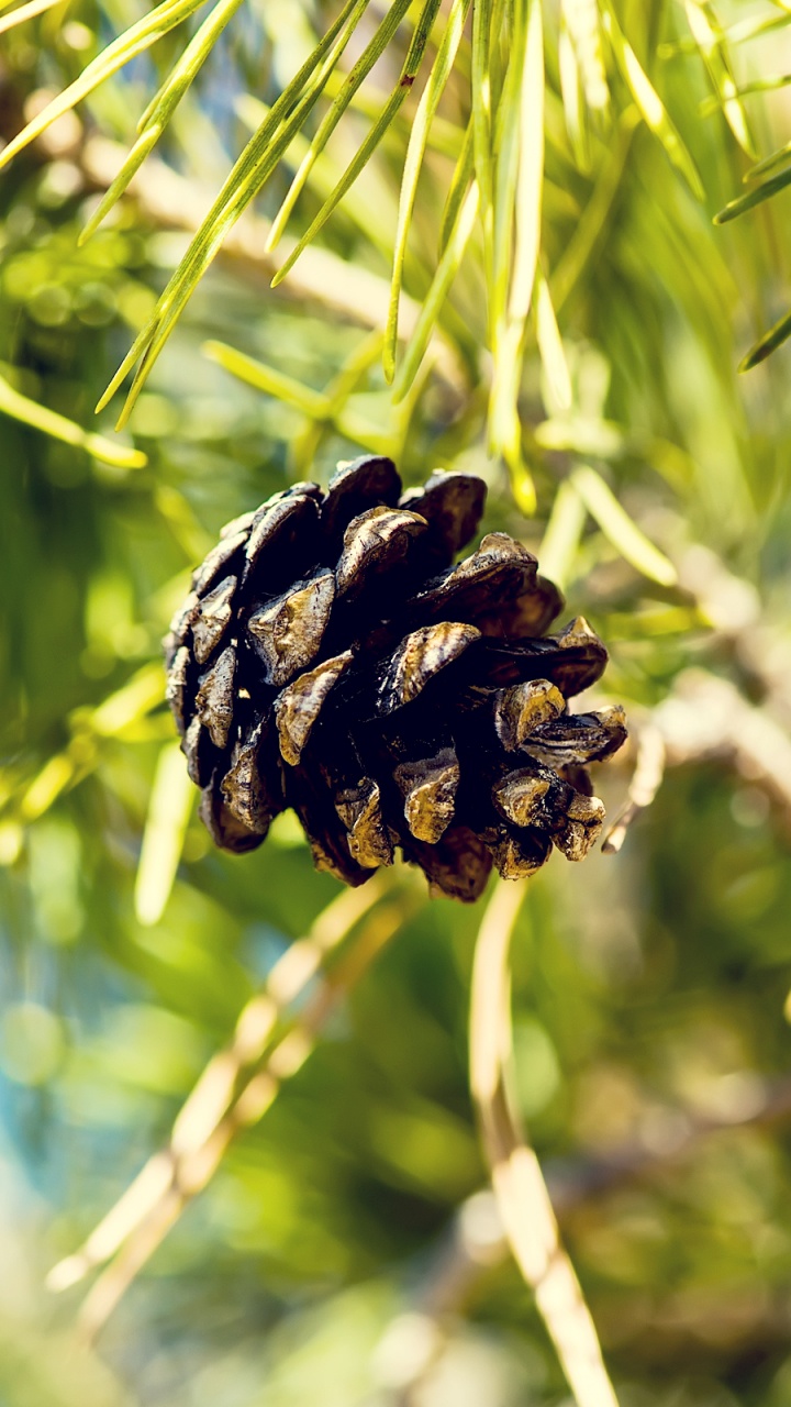 Обои дерево, сосна, растение, хвойное дерево, семейства сосновых в разрешении 720x1280