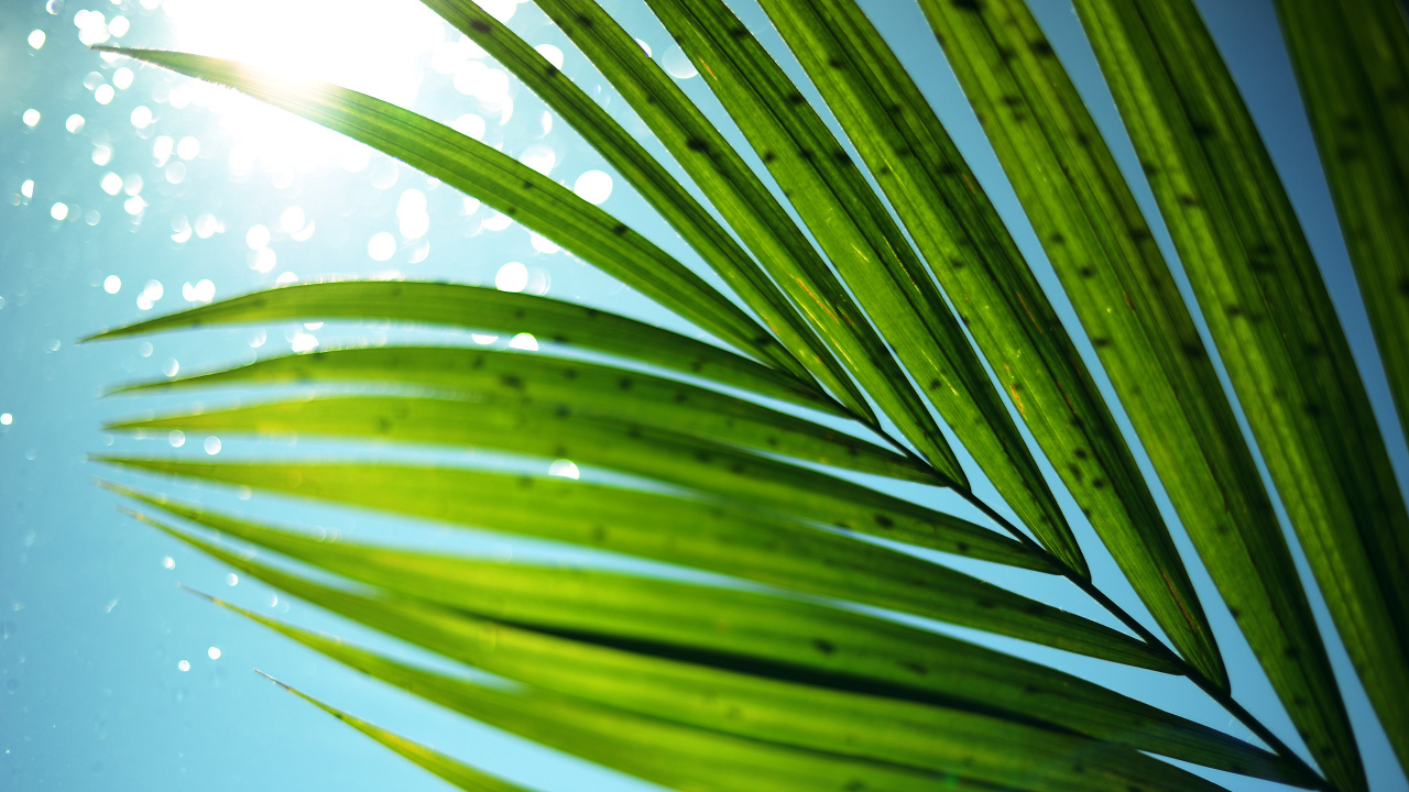 Обои пальмовые рощи, лист, растительность, дерево, растение в разрешении 1280x720