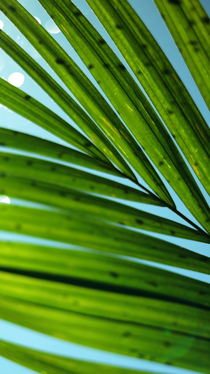 Обои пальмовые рощи, лист, растительность, дерево, растение в разрешении 720x1280