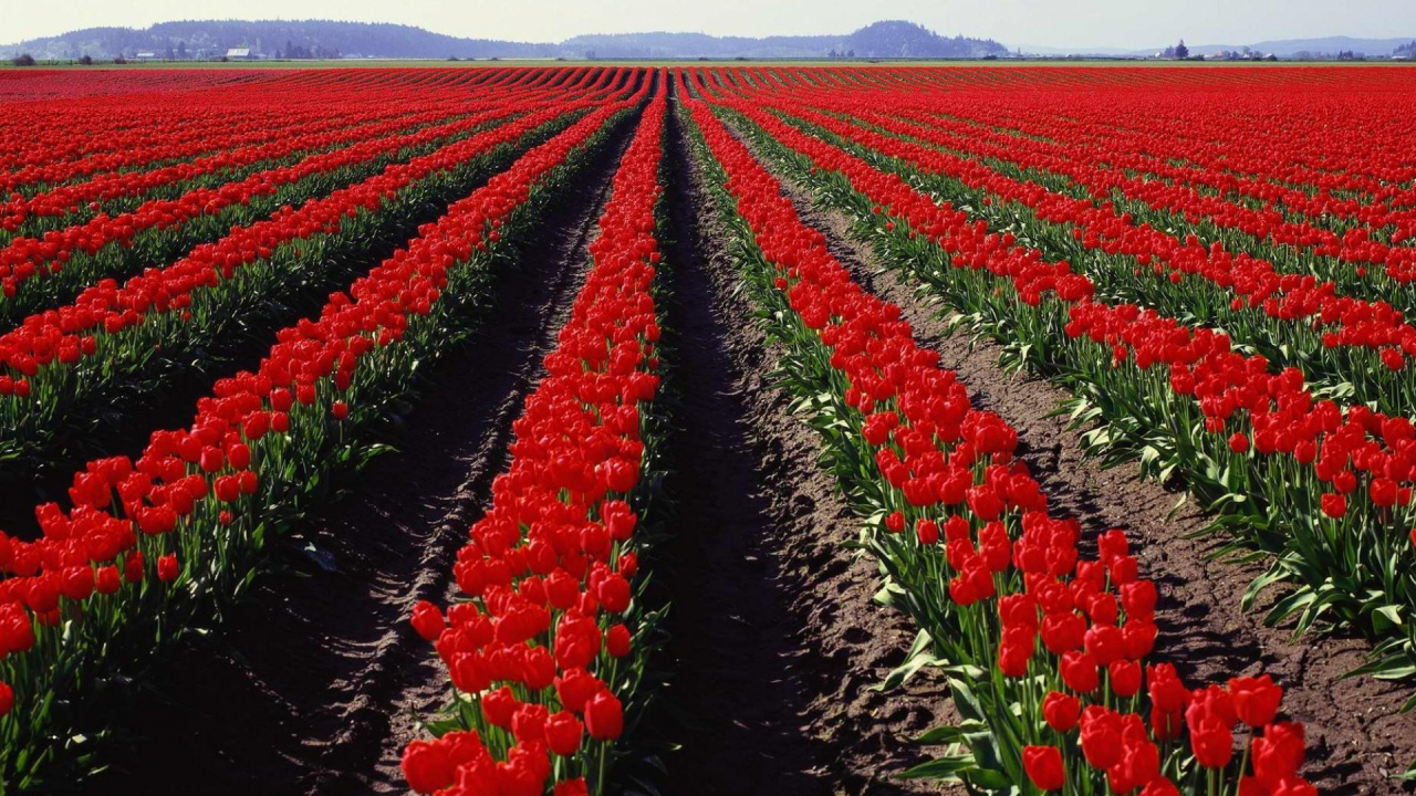 Обои тюльпаны, кекенхоф, растение, цветковое растение, плантация в разрешении 1280x720