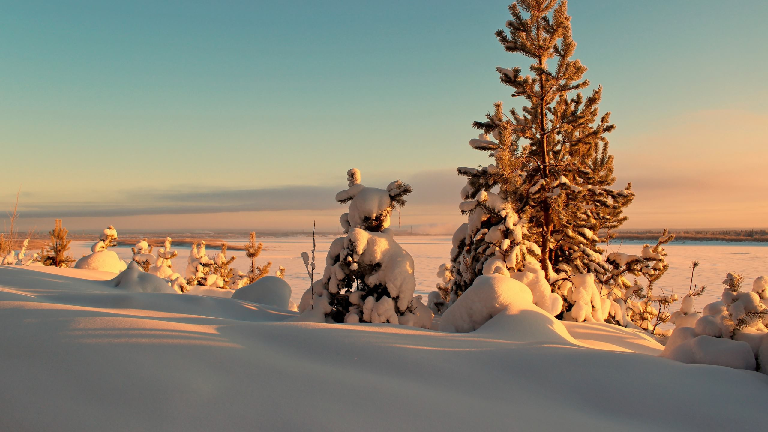 Обои снег, зима, дерево, замораживание, пейзаж в разрешении 2560x1440