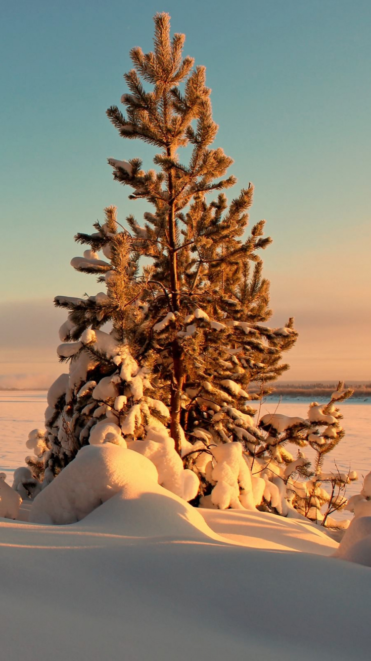 Обои снег, зима, дерево, замораживание, пейзаж в разрешении 750x1334
