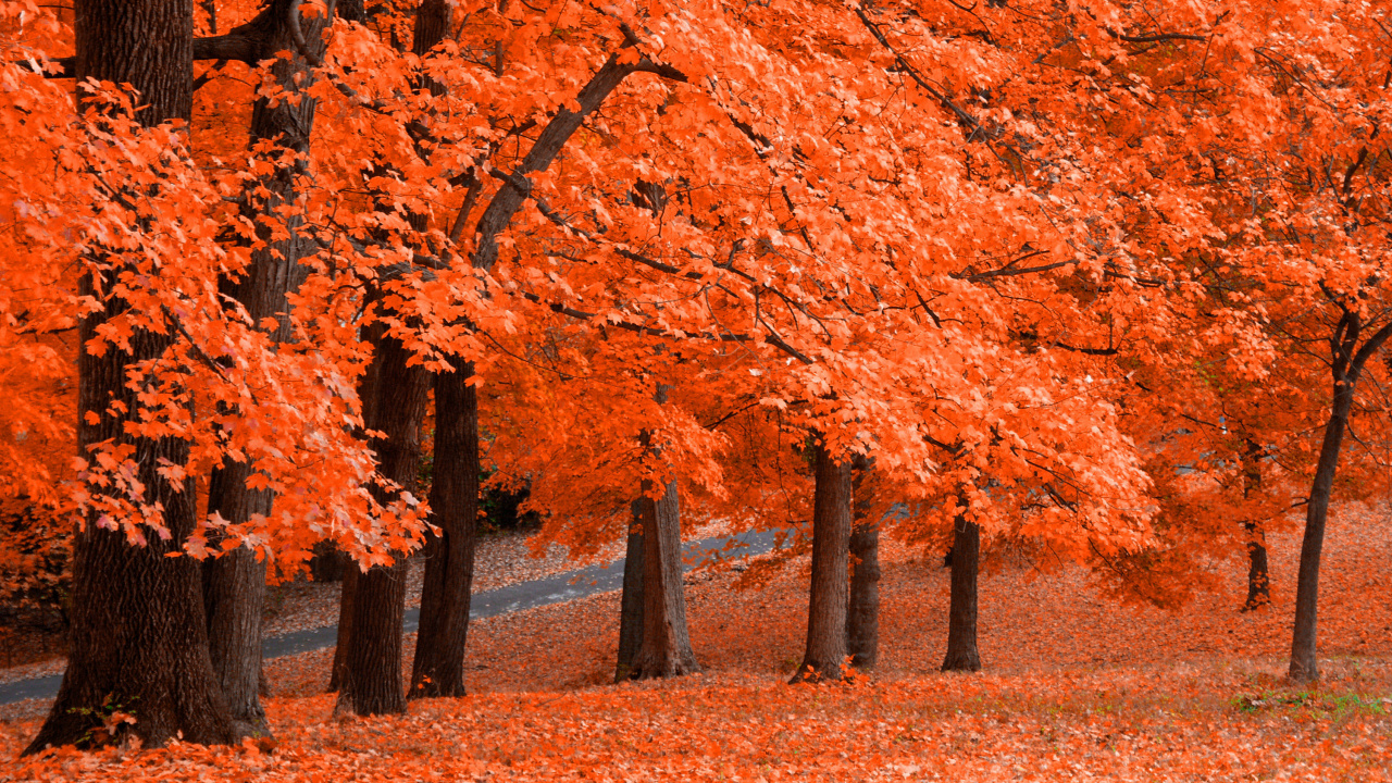 Обои дерево, лист, листопадные, природа, осень в разрешении 1280x720