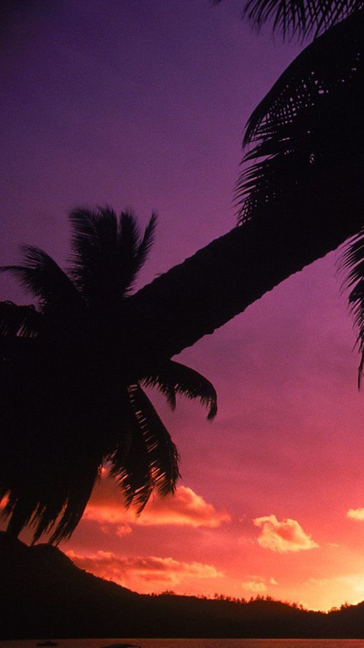 Обои дерево, послесвечение, закат, Пальма, сумрак в разрешении 720x1280