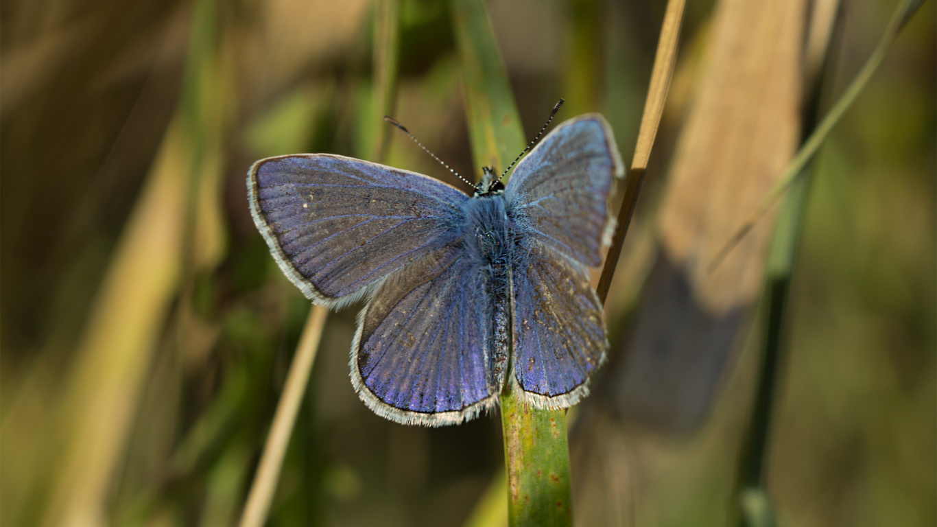 Обои lycaenid, белянок, насекомое, мотылек, синий в разрешении 1366x768
