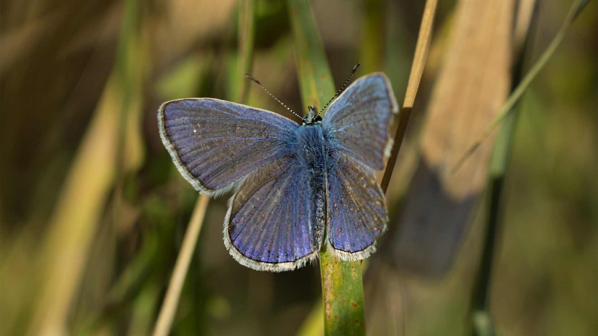 Обои lycaenid, белянок, насекомое, мотылек, синий в разрешении 1920x1080