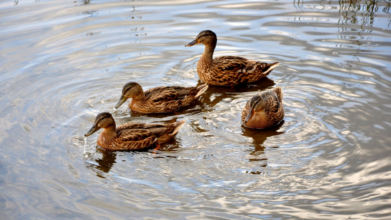 Обои утка, птица, утки, гуси и лебеди, Дикая утка, водоплавающие птицы в разрешении 1366x768