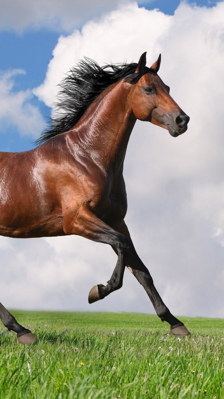 Обои жеребец, грива, кобыла, Мустанг лошадь, пастбища в разрешении 750x1334