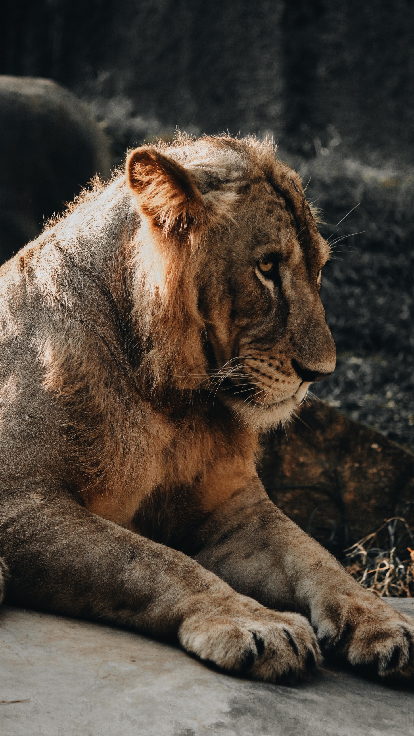 Обои Лев, кошачьих, живая природа, наземные животные, бакенбарды в разрешении 1440x2560