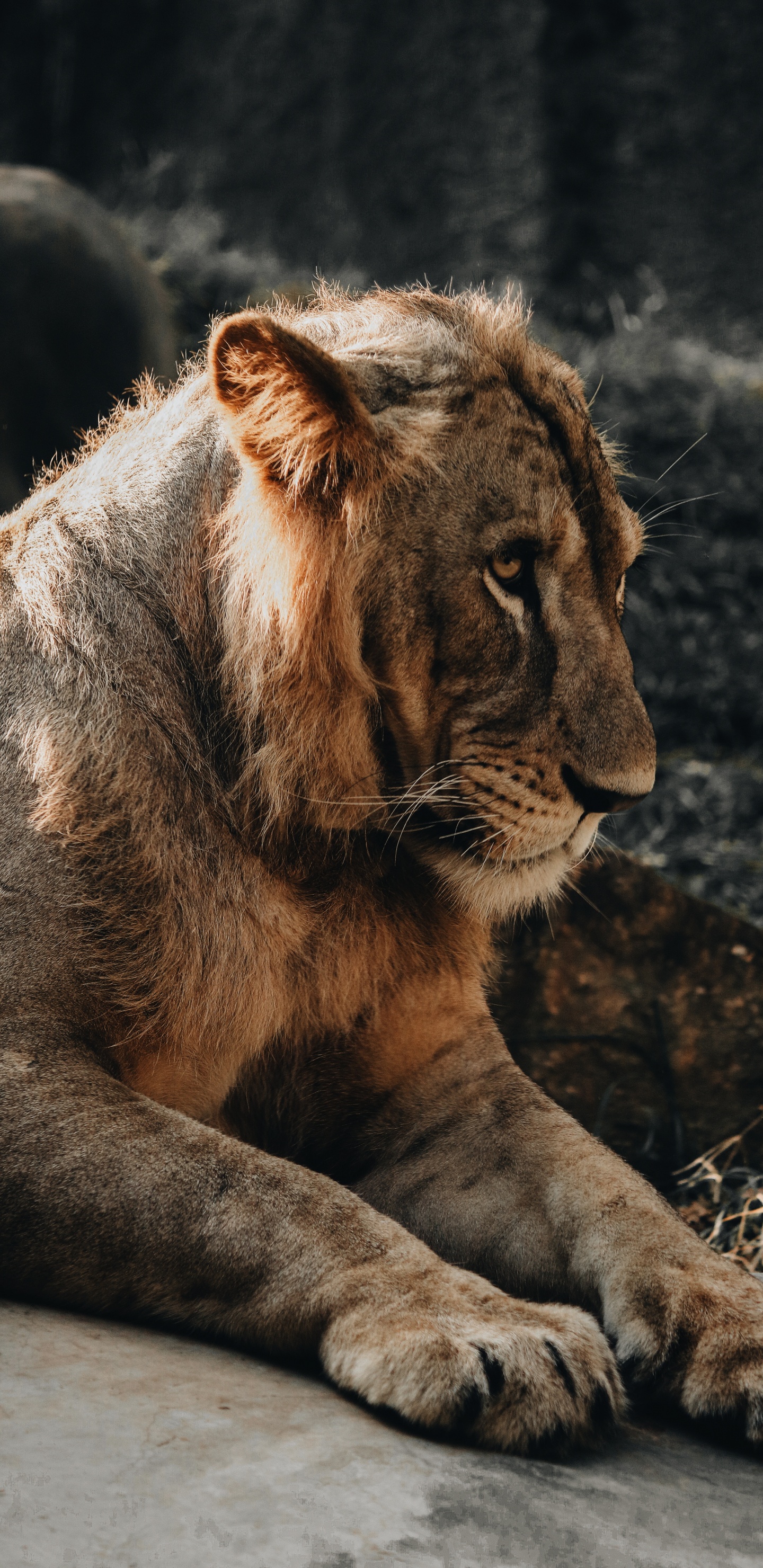 Обои Лев, кошачьих, живая природа, наземные животные, бакенбарды в разрешении 1440x2960