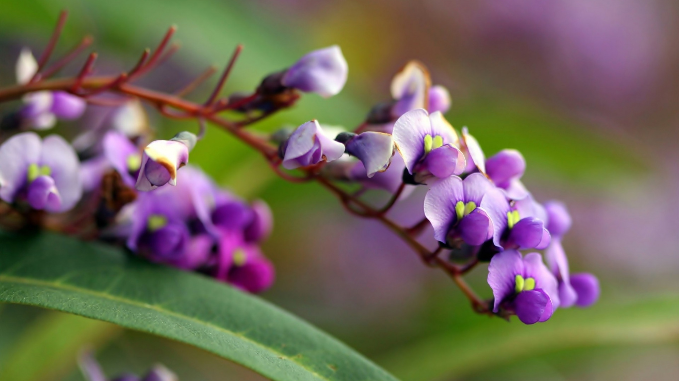 Обои пурпур, растение, сирень, Фиолетовый, весна в разрешении 1366x768