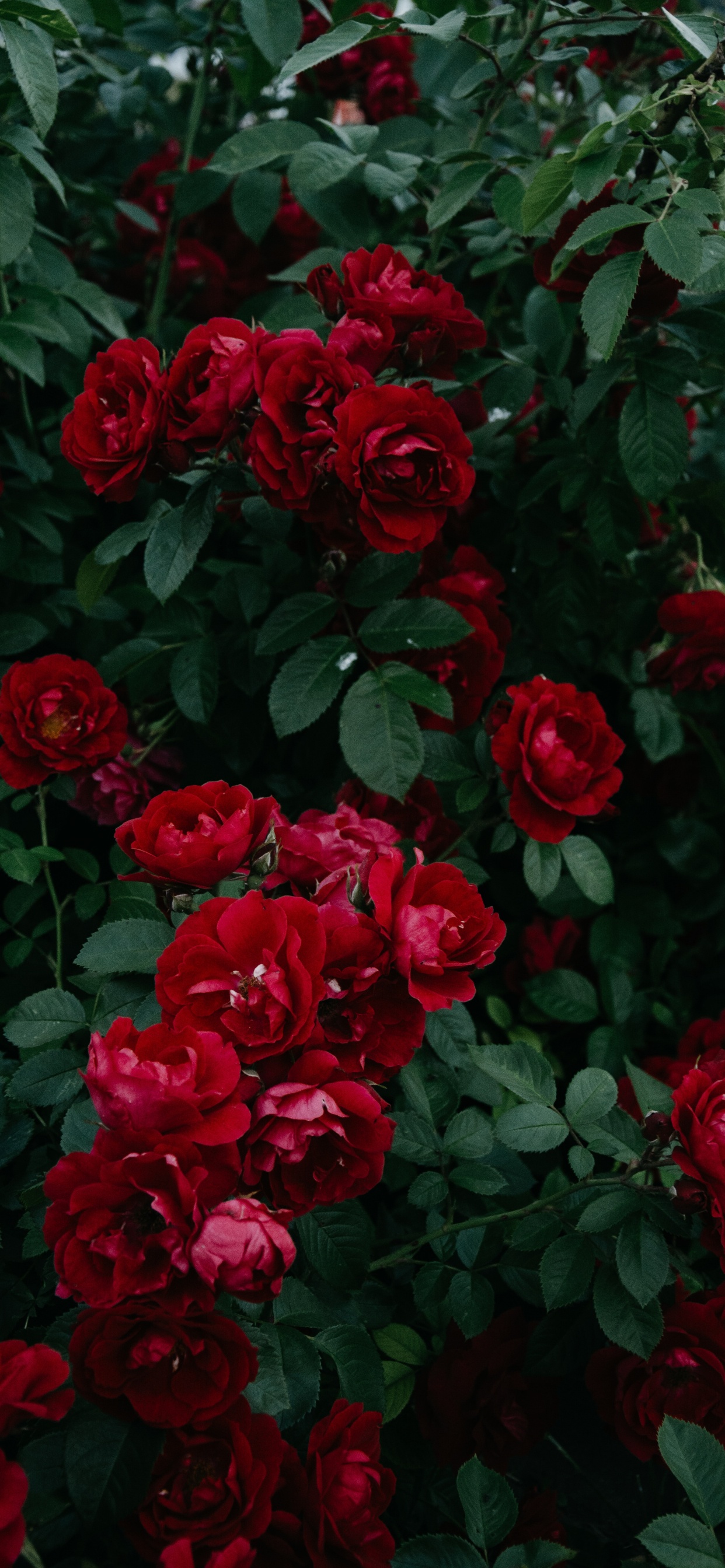 Обои сад роз, флорибунда, цветок, цветковое растение, красный цвет в разрешении 1242x2688