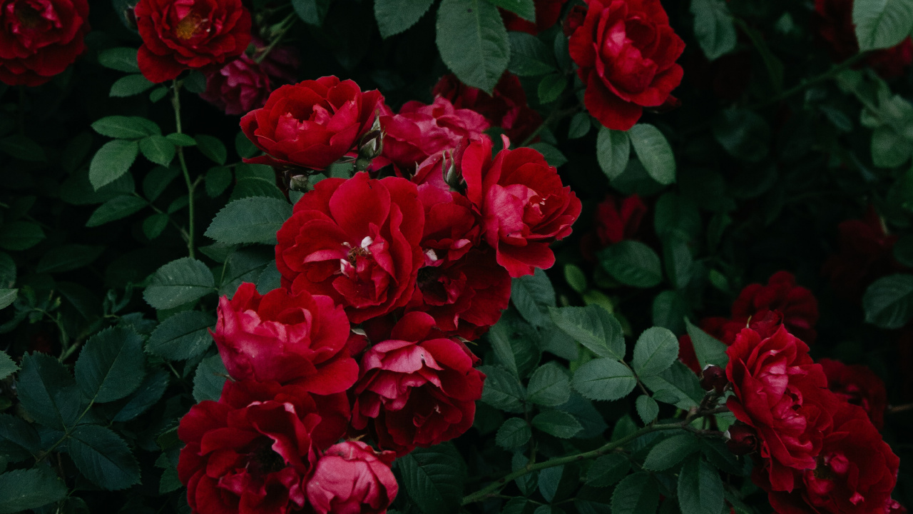 Обои сад роз, флорибунда, цветок, цветковое растение, красный цвет в разрешении 1280x720