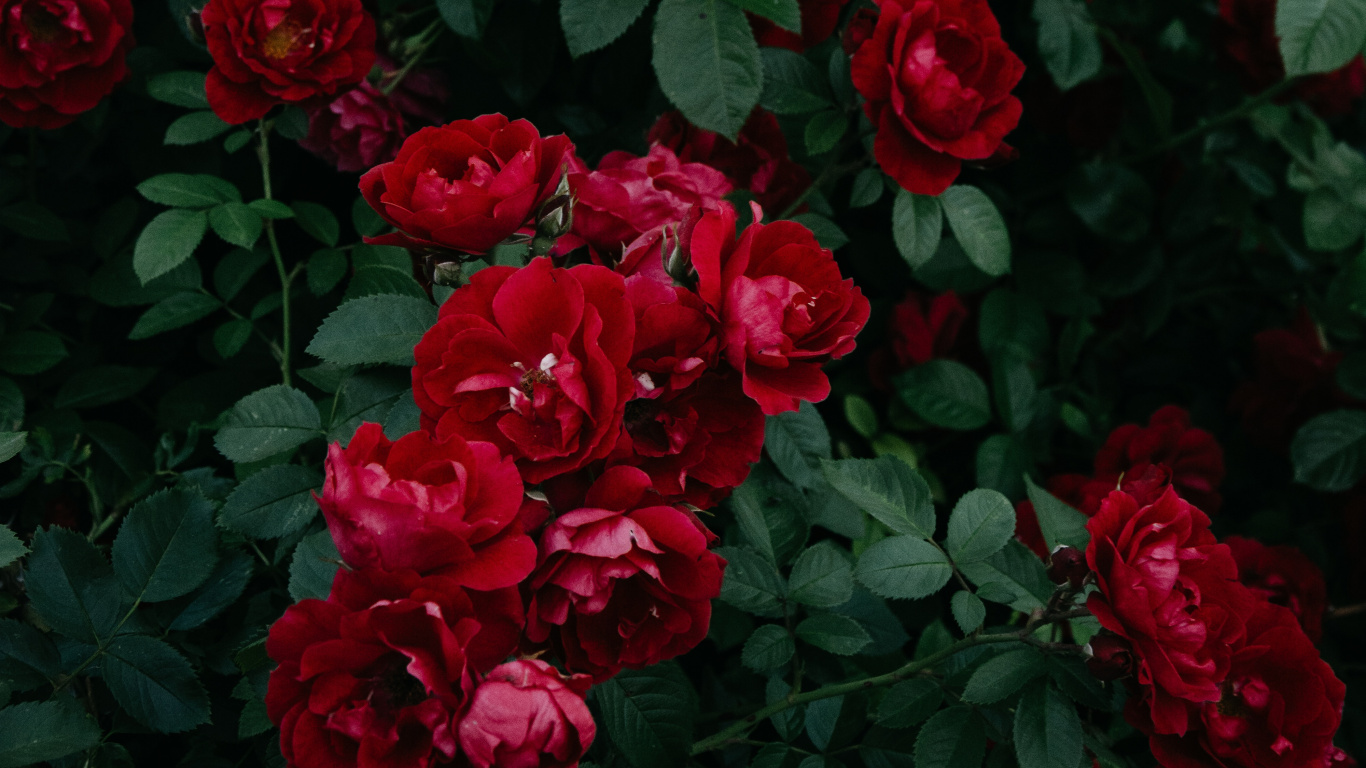 Обои сад роз, флорибунда, цветок, цветковое растение, красный цвет в разрешении 1366x768