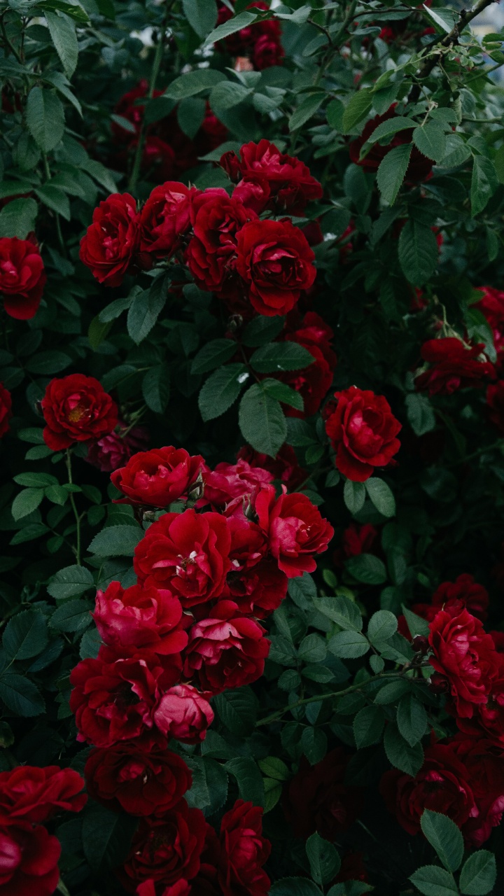 Обои сад роз, флорибунда, цветок, цветковое растение, красный цвет в разрешении 720x1280