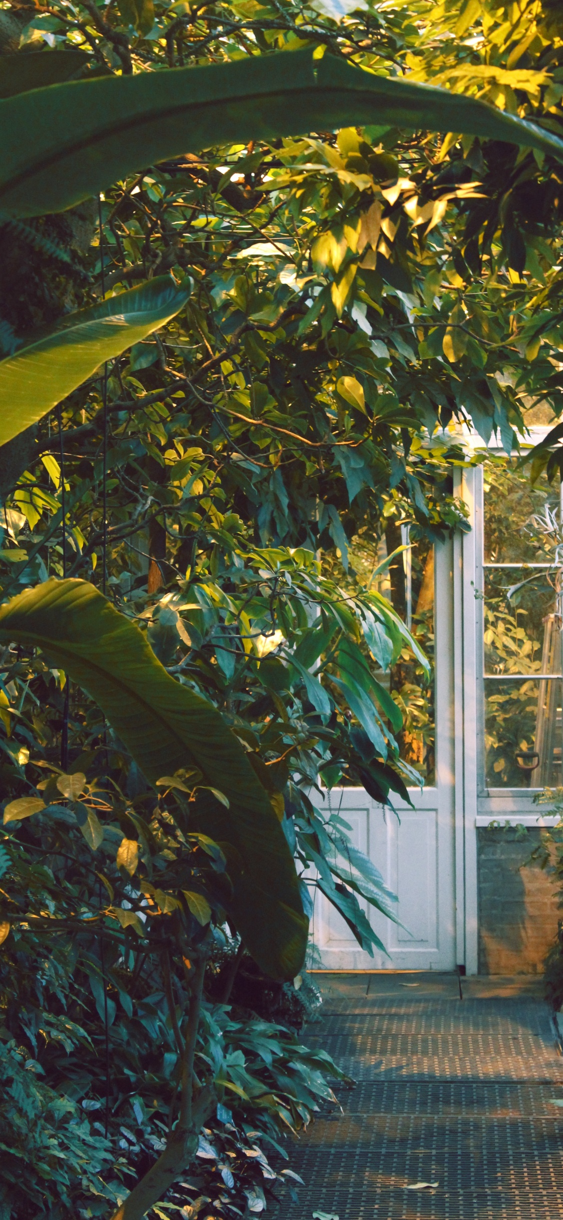 Обои сад, растительность, дерево, ботаники, лист в разрешении 1125x2436