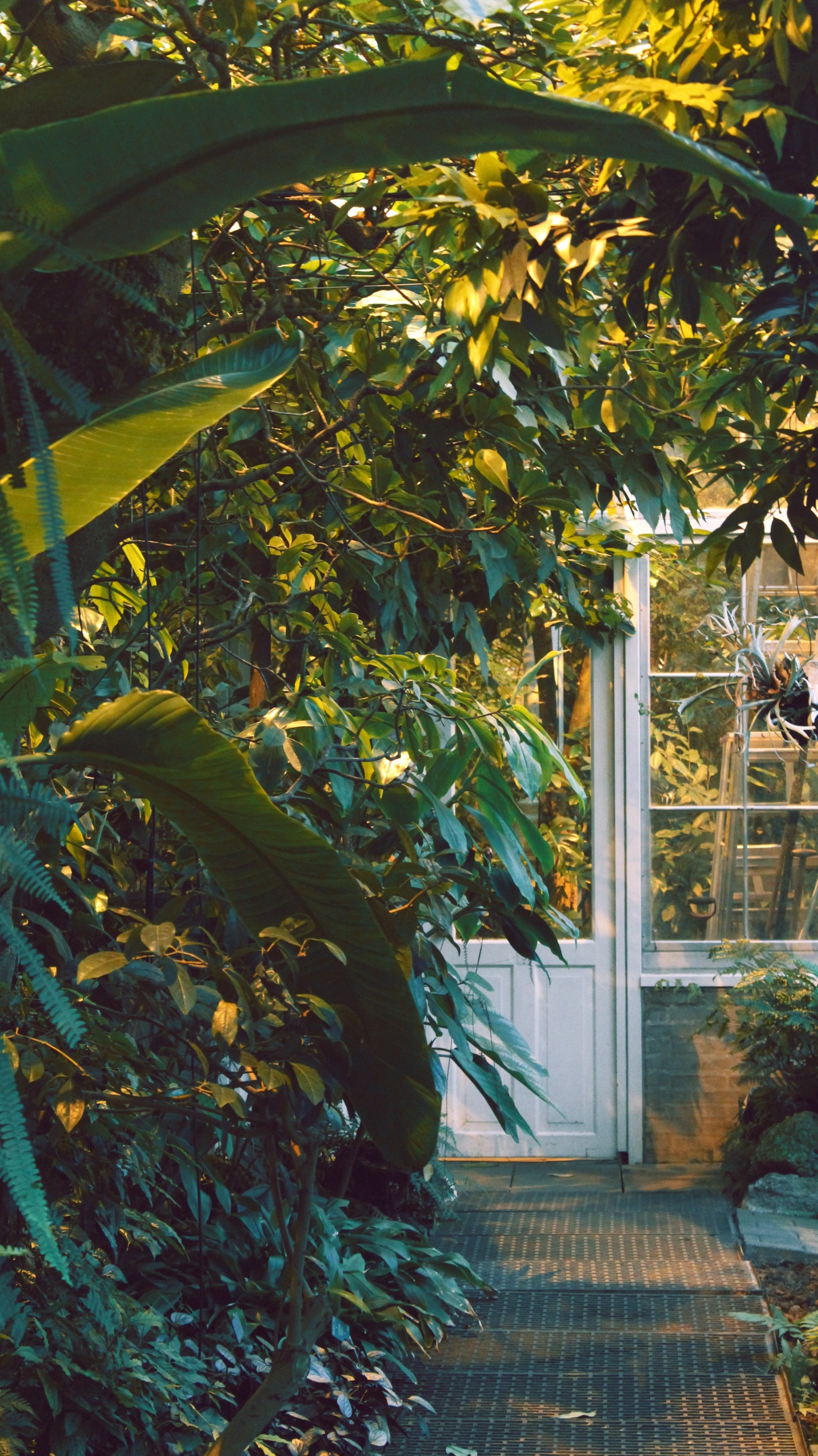 Обои сад, растительность, дерево, ботаники, лист в разрешении 1440x2560