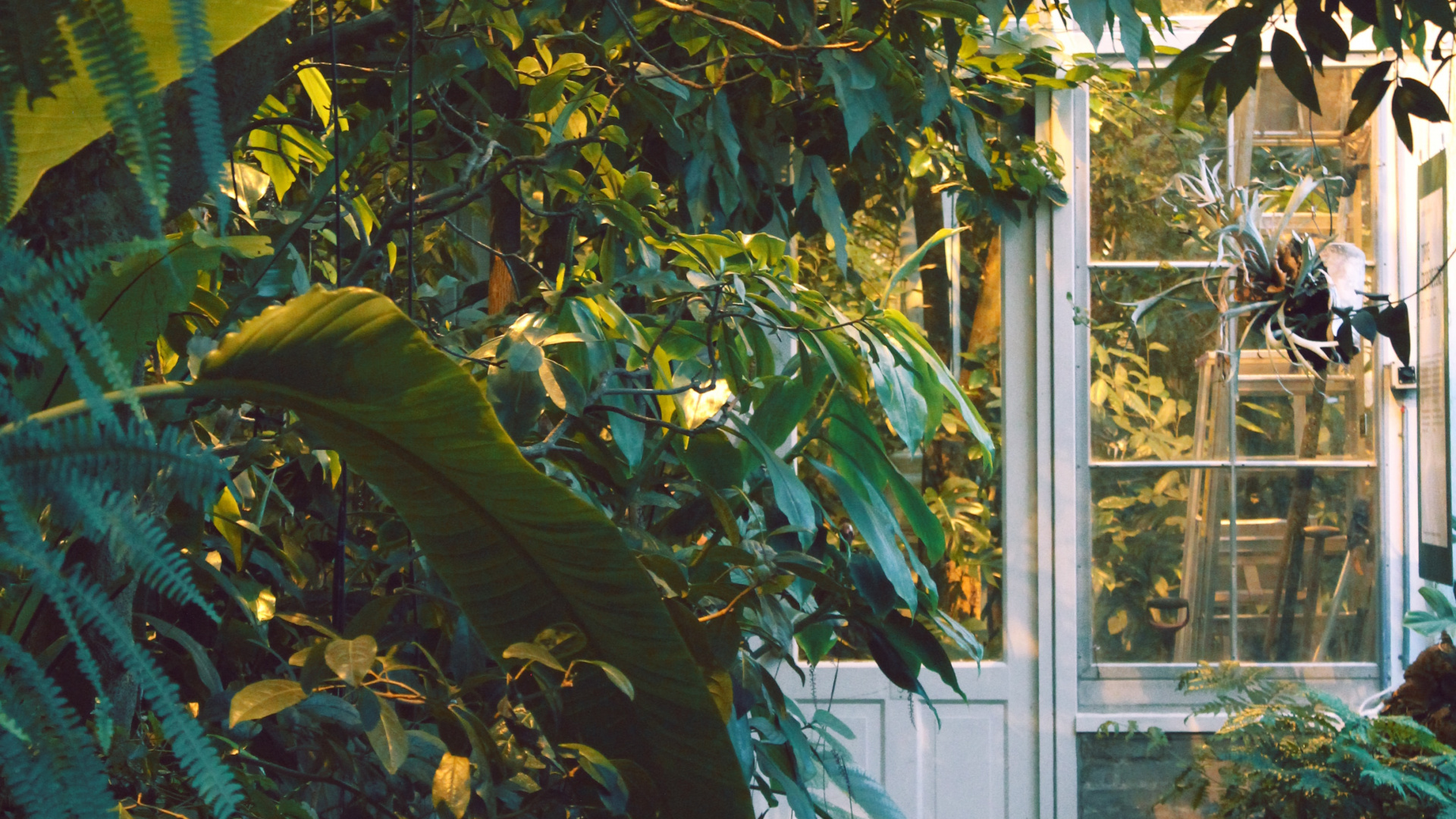 Обои сад, растительность, дерево, ботаники, лист в разрешении 1920x1080