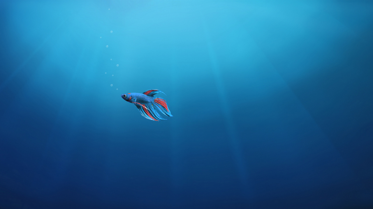 Обои подземные воды, подводный дайвинг, море, морская биология, вода в разрешении 1280x720