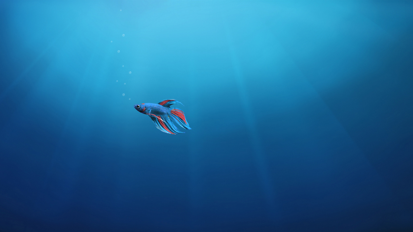 Обои подземные воды, подводный дайвинг, море, морская биология, вода в разрешении 1366x768