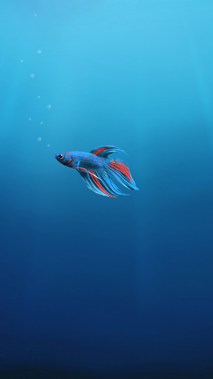 Обои подземные воды, подводный дайвинг, море, морская биология, вода в разрешении 720x1280