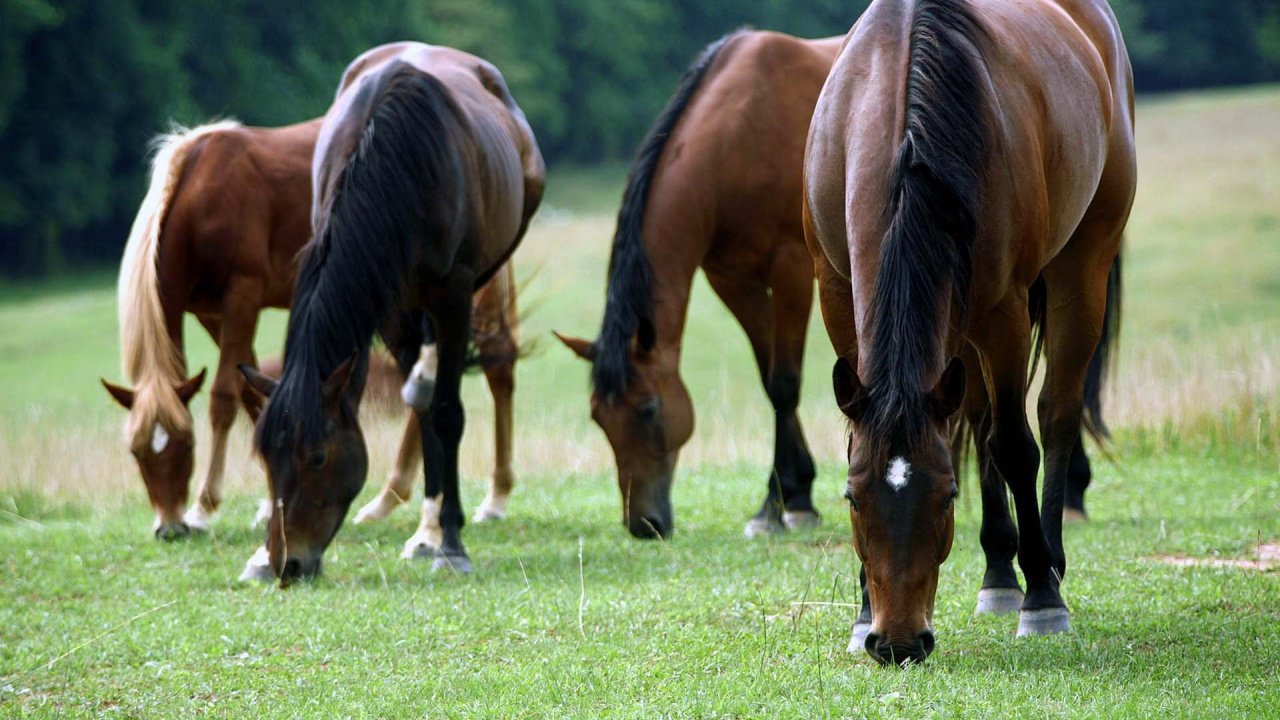 Обои жеребец, пони, конь, пастбище, грива в разрешении 1280x720