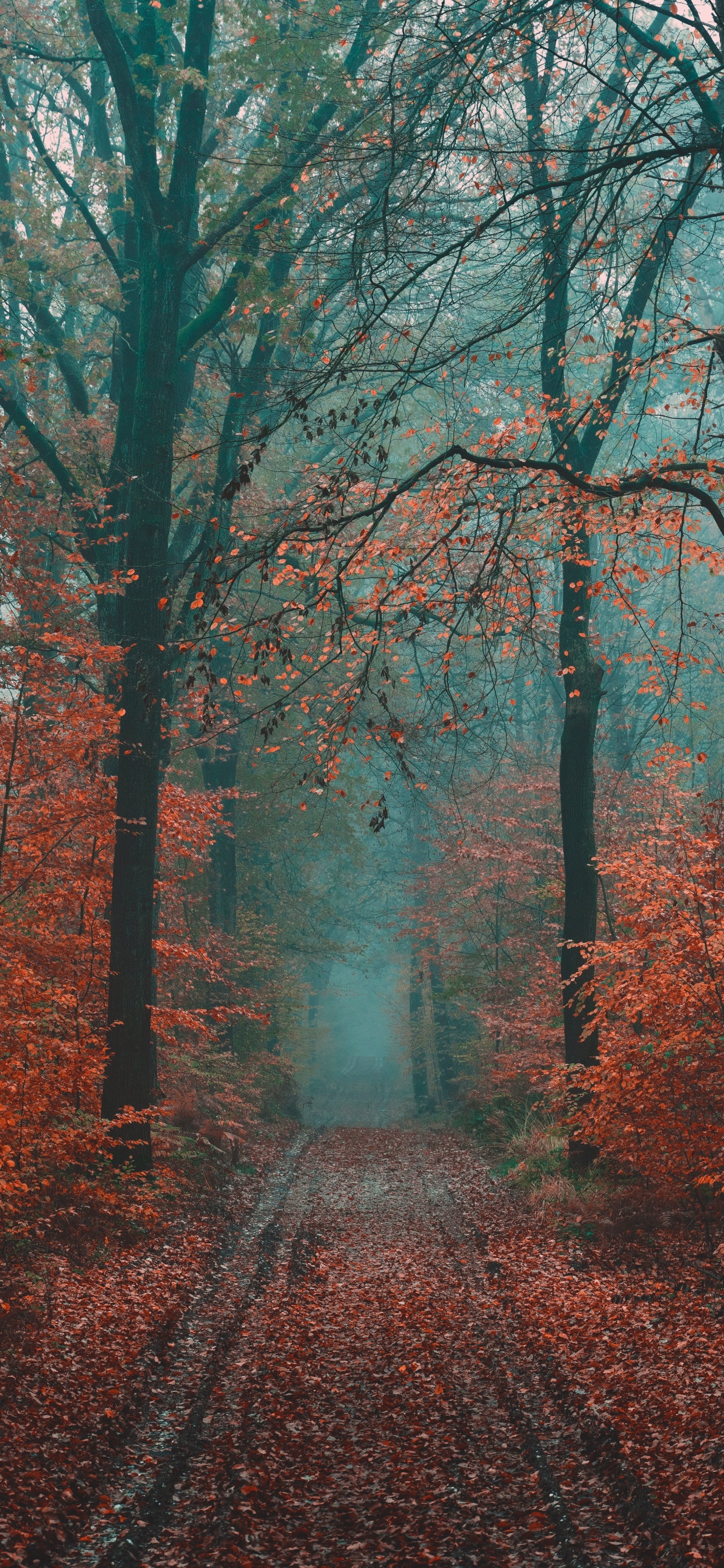 Обои дерево, лес, природа, лесистая местность, природный ландшафт в разрешении 1242x2688