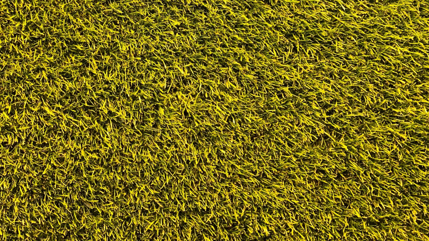 Обои газон, желтый, луг, зеленый, текстура в разрешении 1366x768