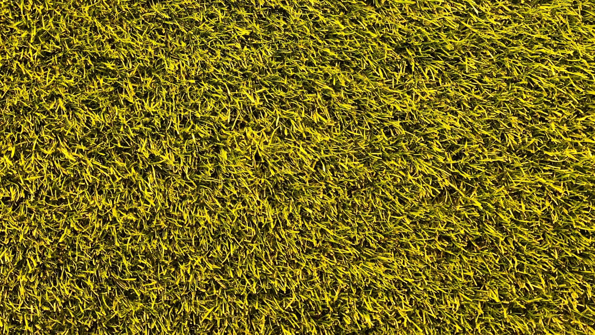 Обои газон, желтый, луг, зеленый, текстура в разрешении 1920x1080