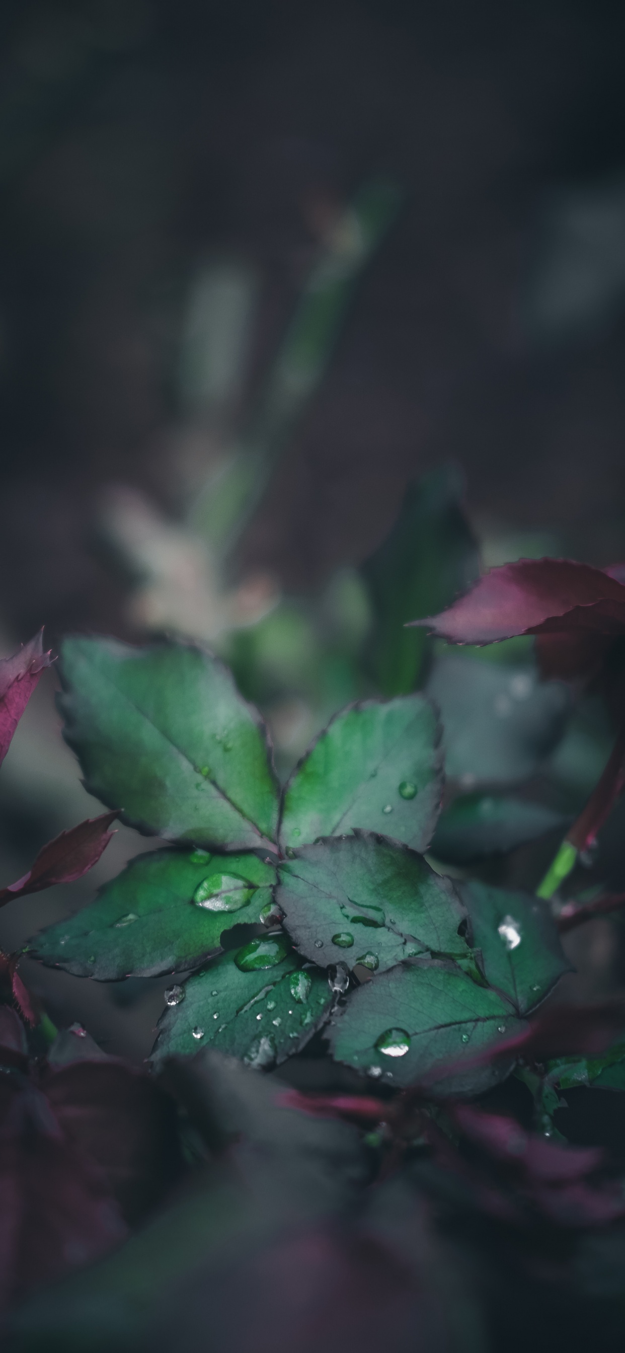 Обои цветок, природа, видео, розовый, ботаники в разрешении 1242x2688