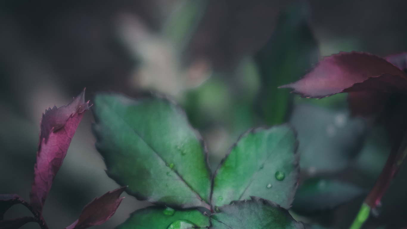 Обои цветок, природа, видео, розовый, ботаники в разрешении 1366x768