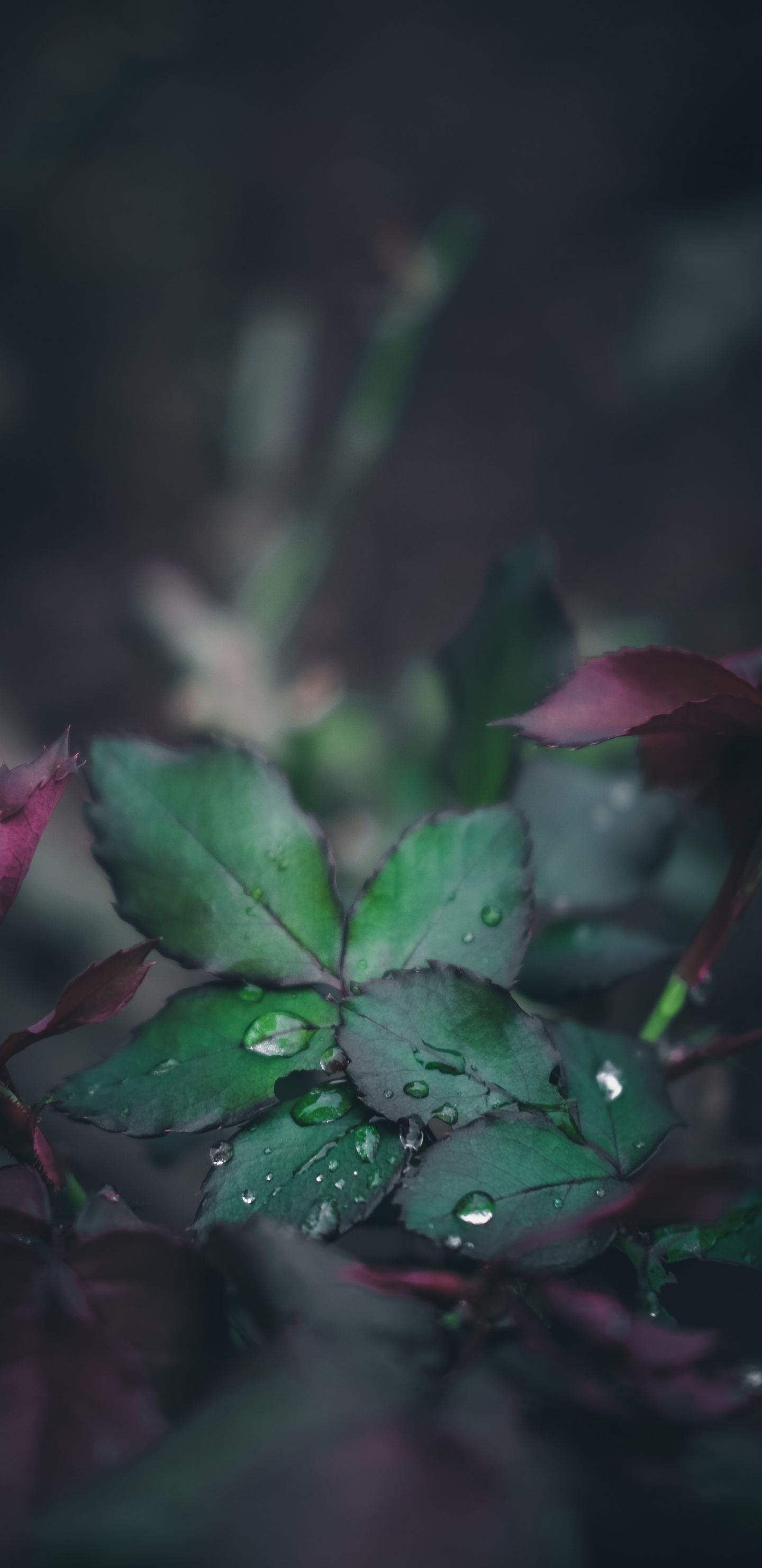 Обои цветок, природа, видео, розовый, ботаники в разрешении 1440x2960