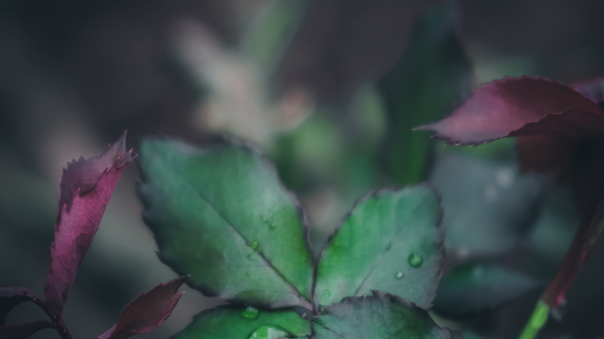 Обои цветок, природа, видео, розовый, ботаники в разрешении 1920x1080