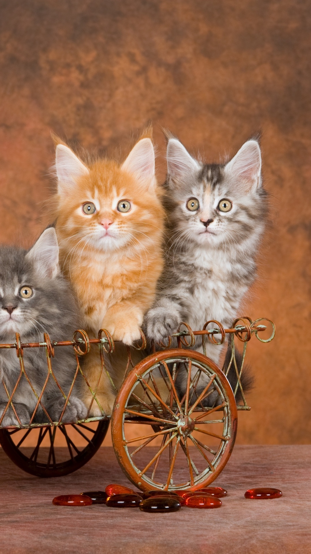 Обои мейн кун, котенок, полосатый кот, бакенбарды, кот в разрешении 1080x1920