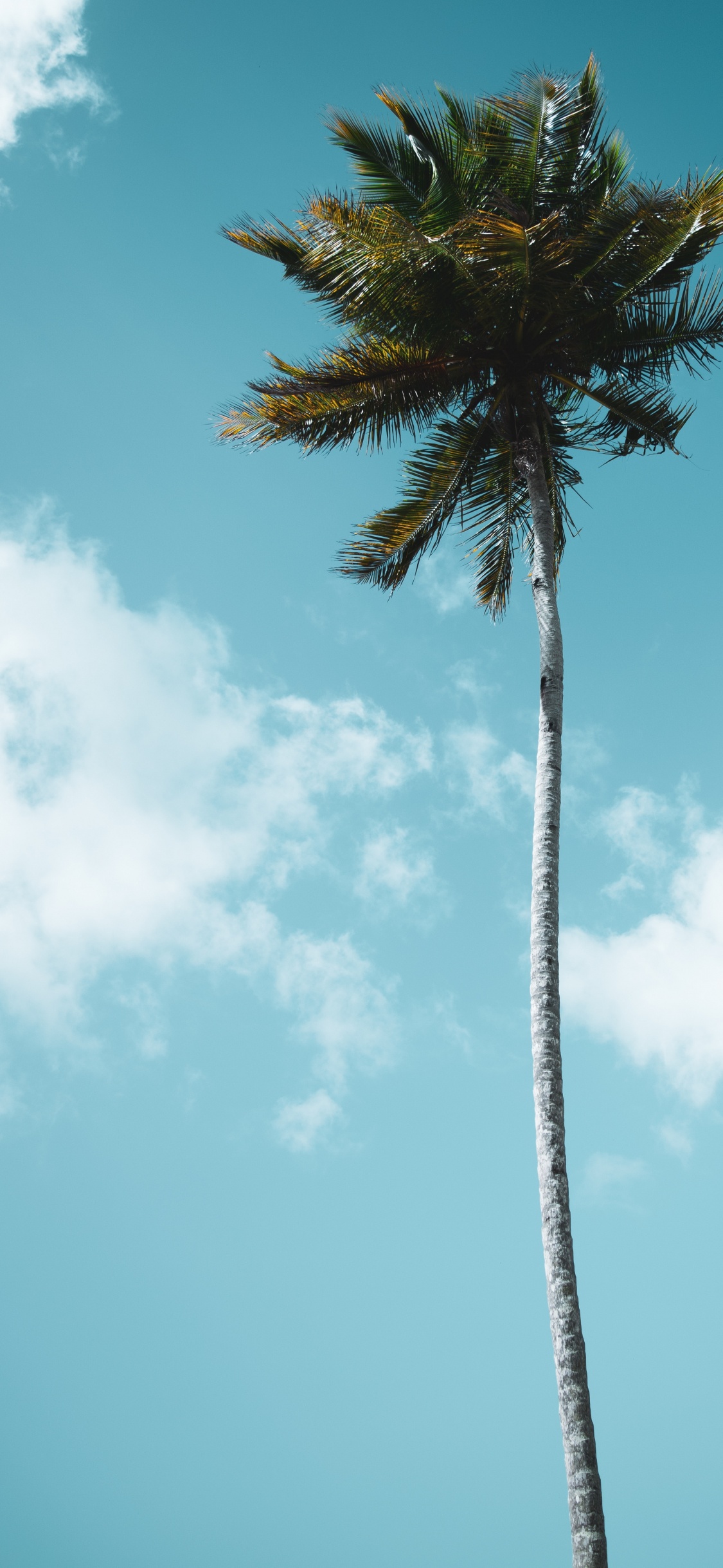 Обои Пальма, МачуПикчу, borassus flabellifer, Пальмоцветные, растение в разрешении 1125x2436